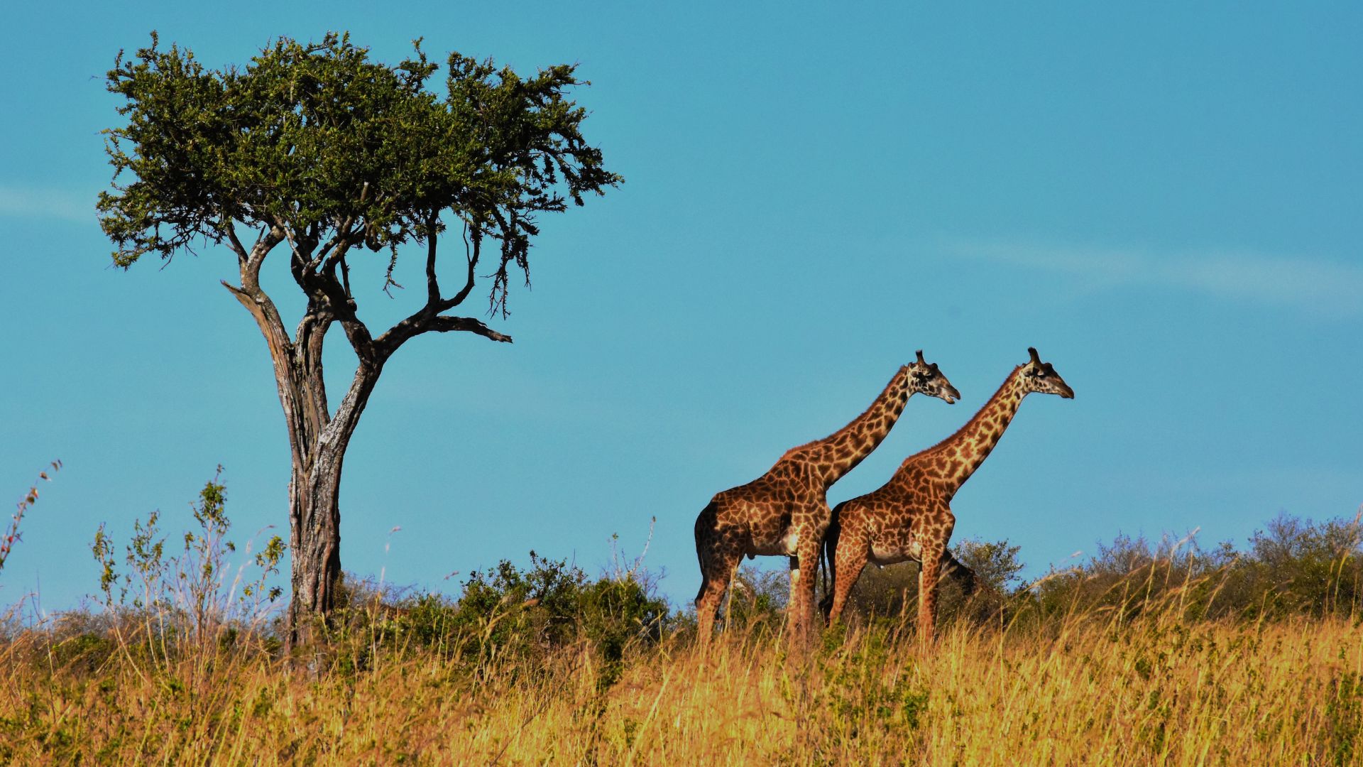 africa-01