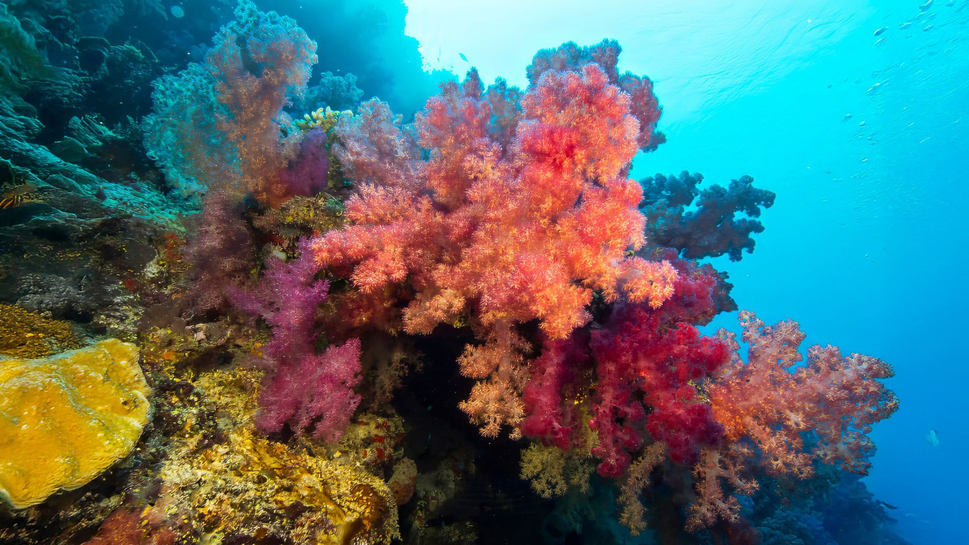 oceania-06